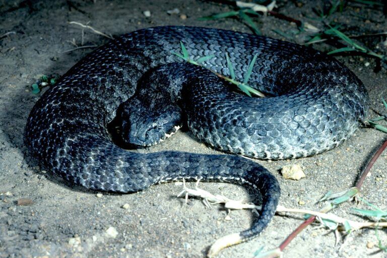 Papua's 'Stupid Snake' Possesses Astonishing Speed and Survival Strategy