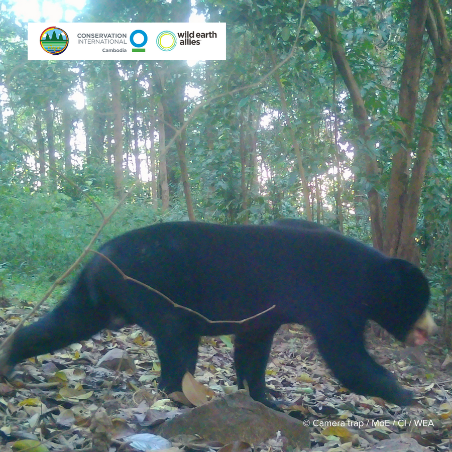 カンボジア北部国立公園で絶滅危惧種7種を確認、保全価値浮き彫りに