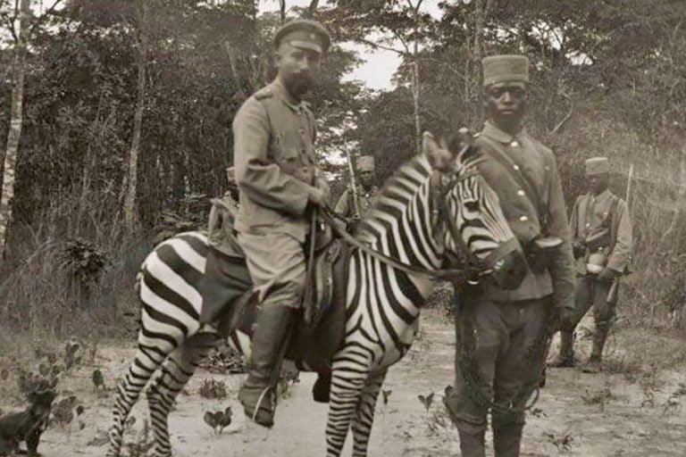 Why Zebras Can't Be Domesticated Like Horses: Evolutionary and Biological Factors