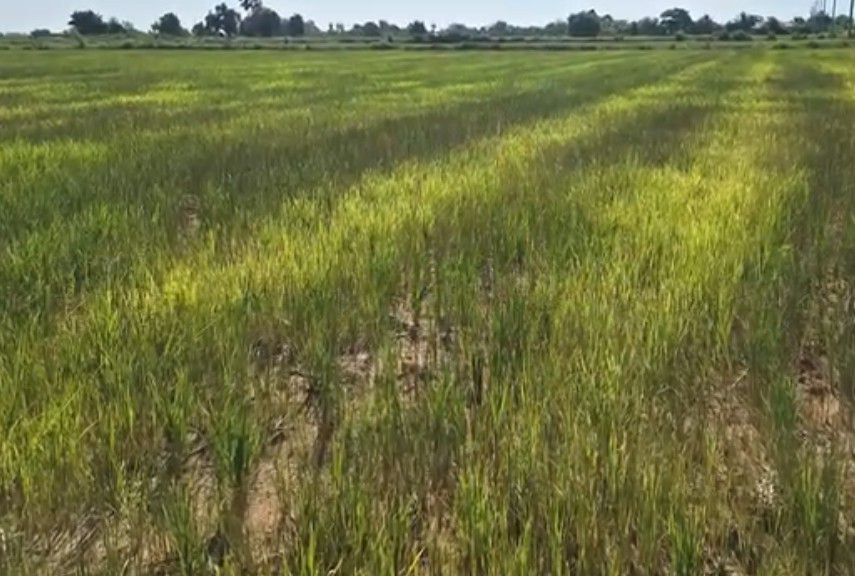 Heatwave Damages Rice Crops in Battambang Province, Farmers Face Replanting Challenges