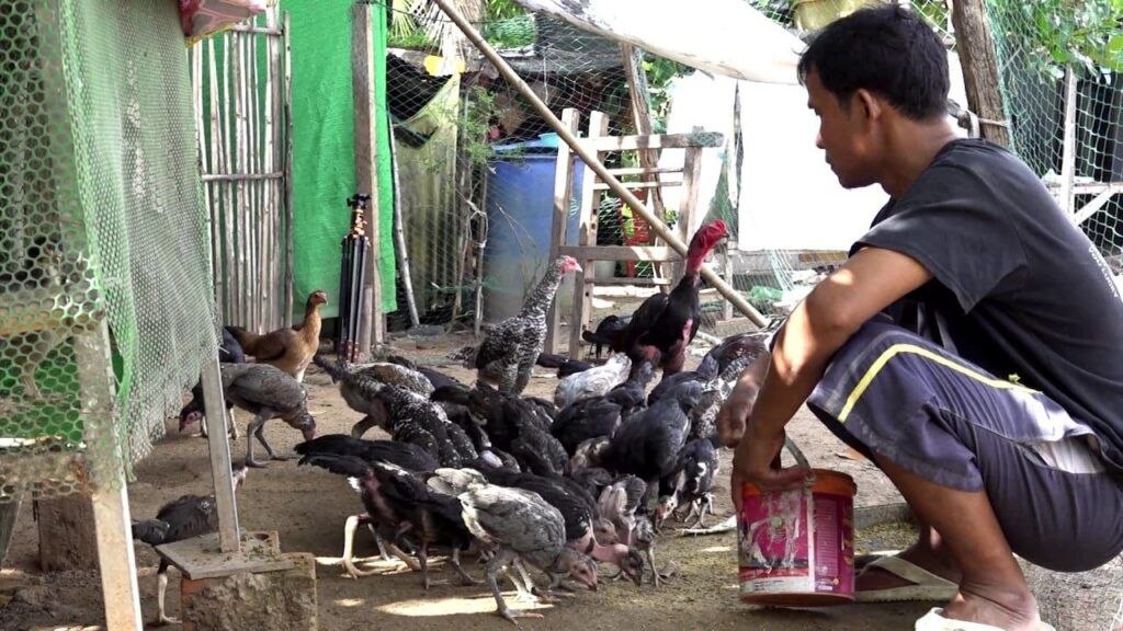 Former Migrant Worker Returns from Thailand to Farm Free-Range Chickens at Home