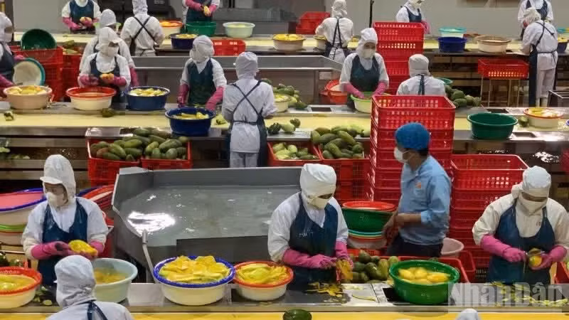 Vietnam's Agriculture Maintains Stable Growth in First Half of 2026, Exports Near $35.9 Billion