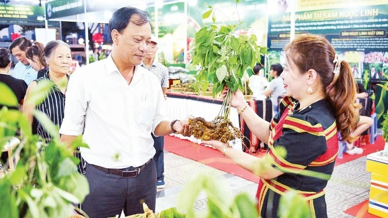 Da Nang Boosts Medicinal Plant Industry Centered on Ngoc Linh Ginseng