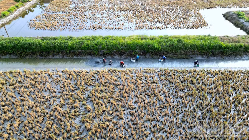 カマウ省、エルニーニョ対策を強化 2026-27年干ばつに備え