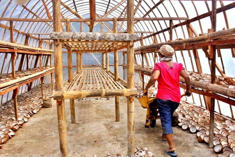 Flores Timur's Coconut: A Pillar for Local Economy and Women's Empowerment