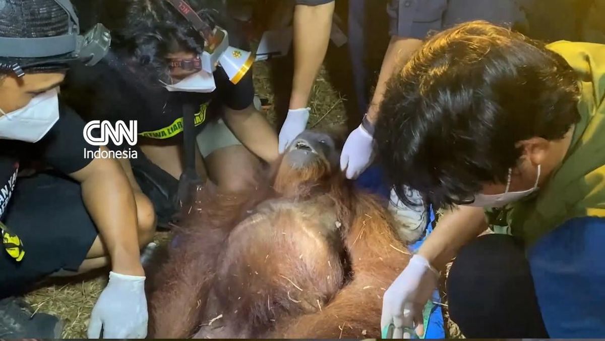 Orangutan Rescued from Kalimantan Wildfires, Health Assessed