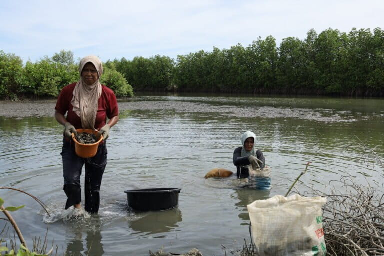 Aceh's Oyster Women Face Threat as Mangroves Vanish