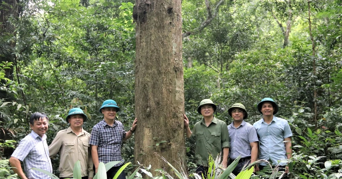 ベトナム西部の森林面積・生物多様性が拡大、保護区の成功示す