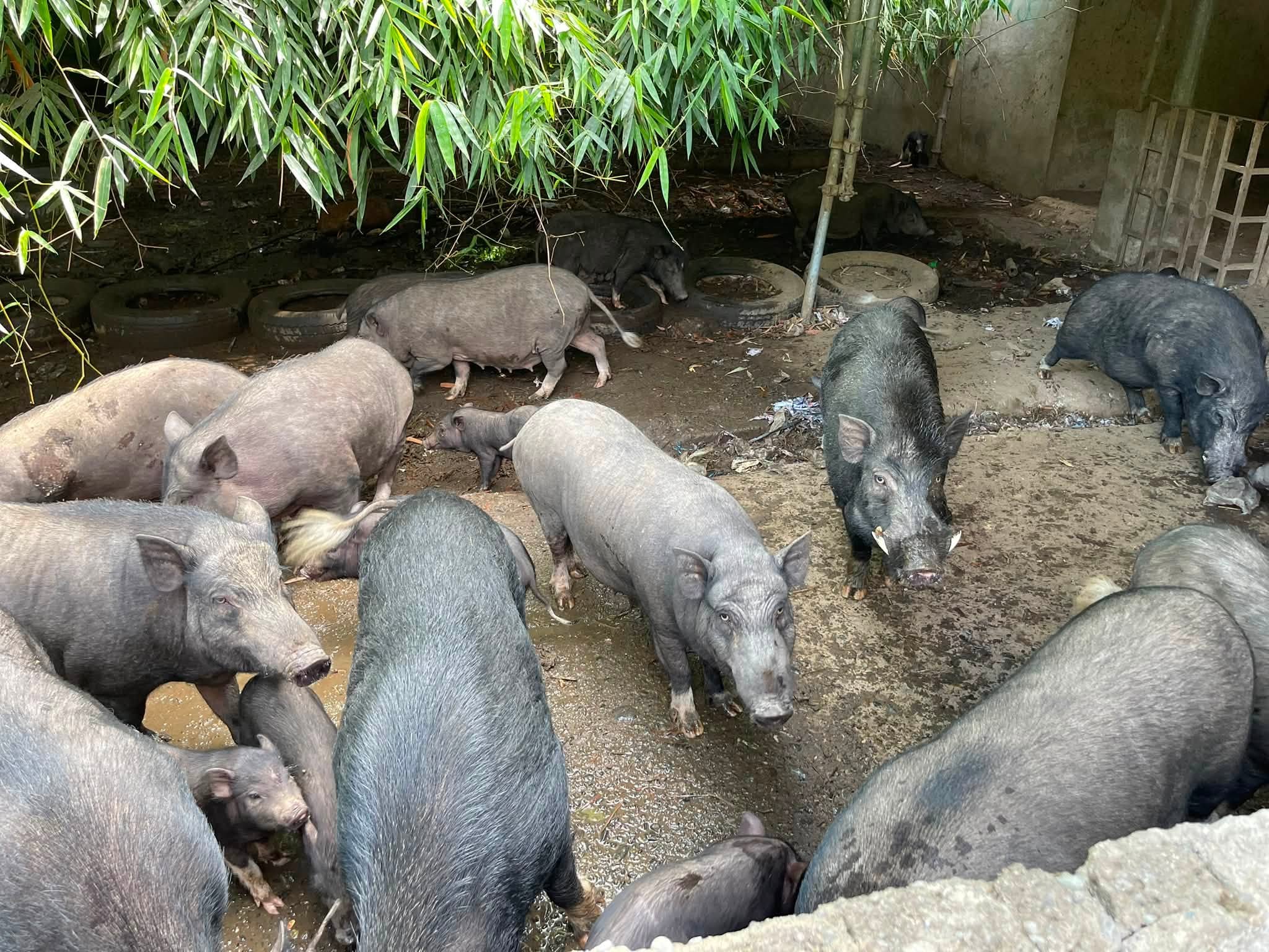 Tuguegarao LGU Orders Pig Relocation Amid Foul Odor Complaints