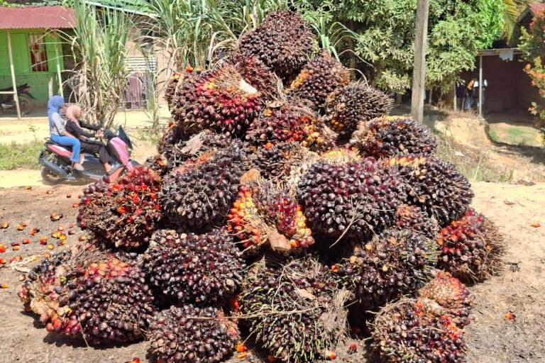Indonesia's Biodiesel Subsidy Program: Hidden Costs Under Scrutiny