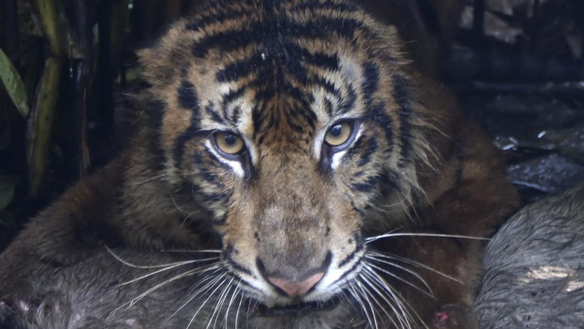 Sumatran Tiger Habitat Area of 10 Hectares Affected by Forest Fires
