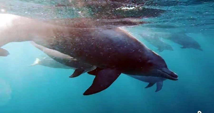 Cambodia Declares Kep Archipelago a 'Hope Spot' for Marine Recovery