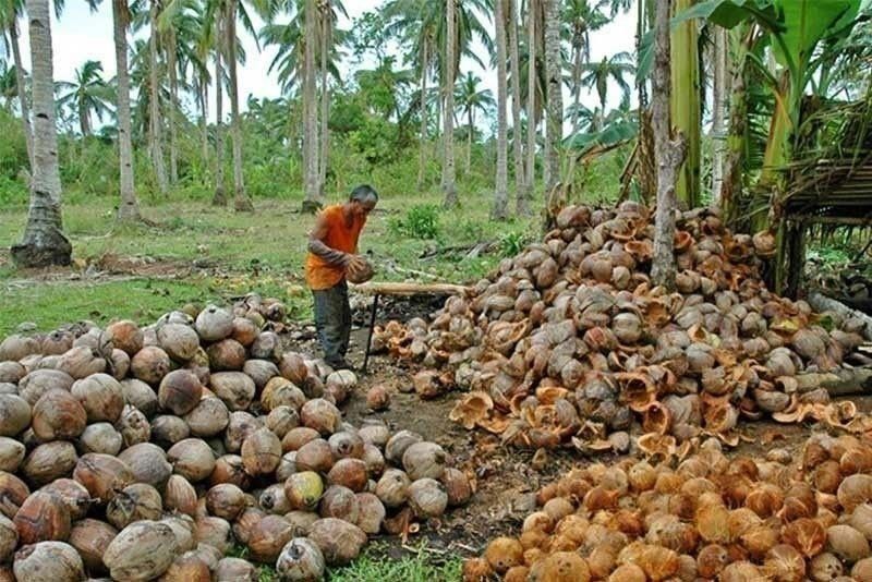 PCA Seeks P1.26 Billion More for Coconut Replanting Program