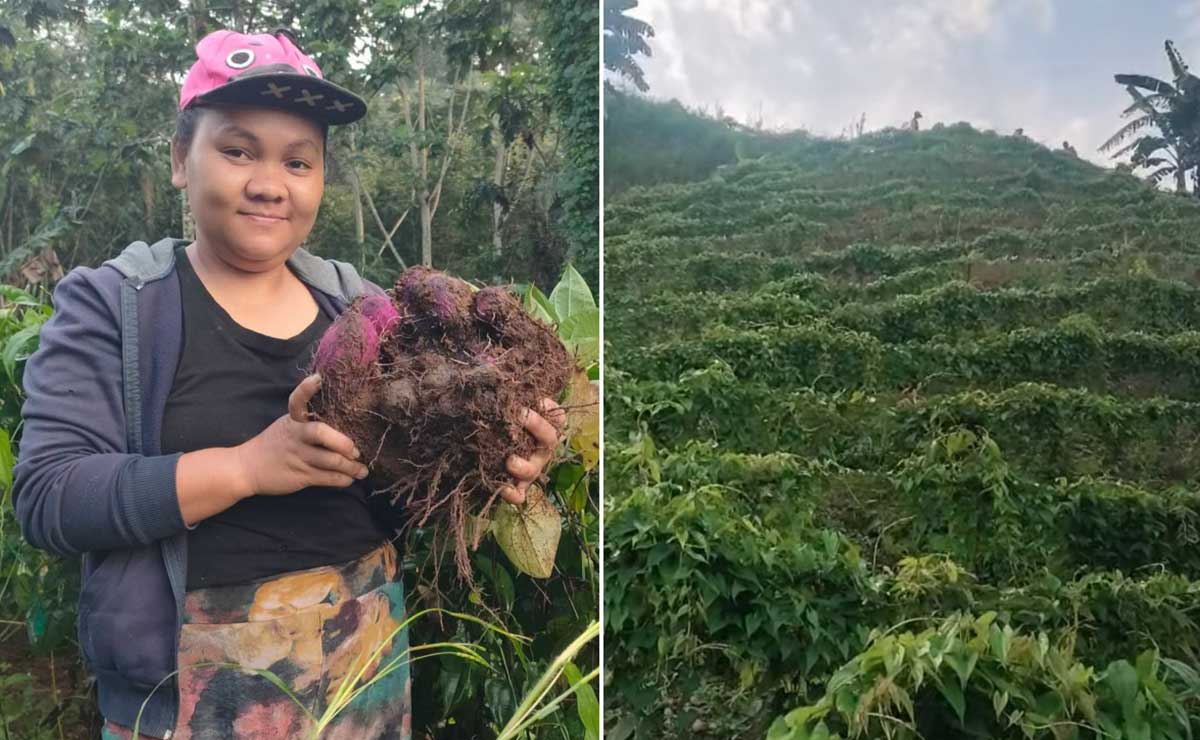 Bukidnon Ube Set for US Market Entry After Farmer Contract