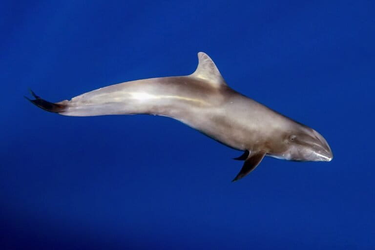 Melon-headed Whale Identified as Dolphin Species in Indonesian Waters