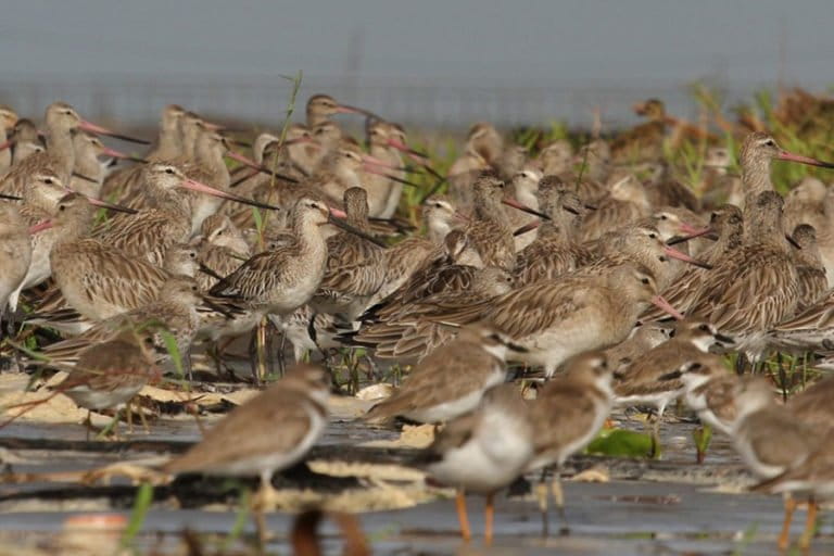バンダアチェ沿岸で渡り鳥が減少、マングローブ消失が深刻な脅威に