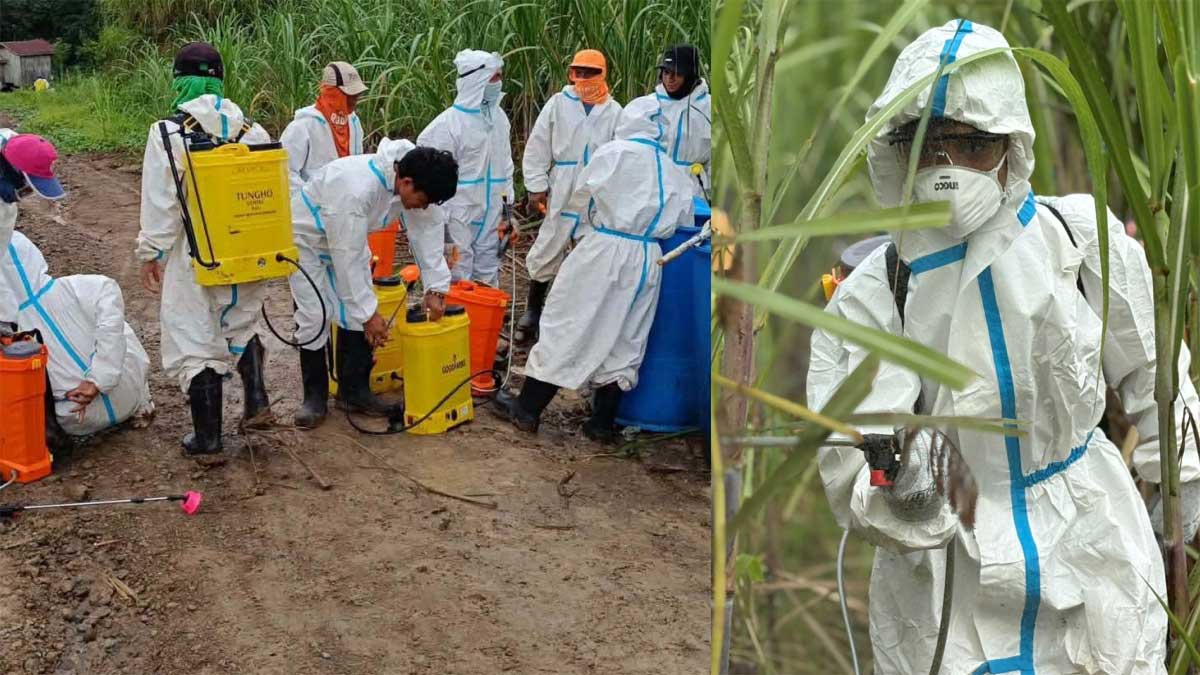 Mindanao Sugarcane Planters Warn of 50% Yield Drop Amid Pest Infestation
