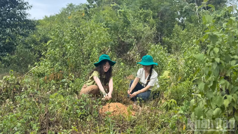 ベトナム辺境、植林で「洪水との戦い」と生計向上目指す