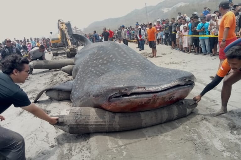 ジョグジャカルタ沖で巨大クジラ座礁死、原因究明へ