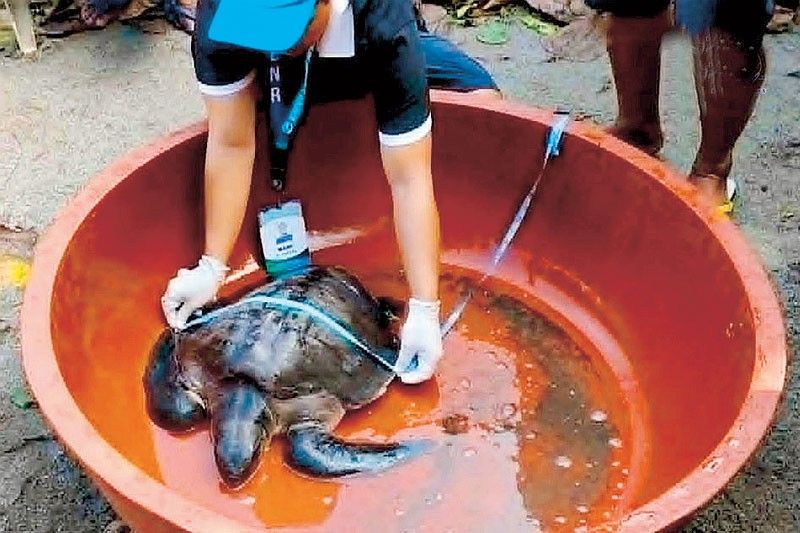 ザンバレス州でウミガメ2匹保護、海洋環境への懸念浮上