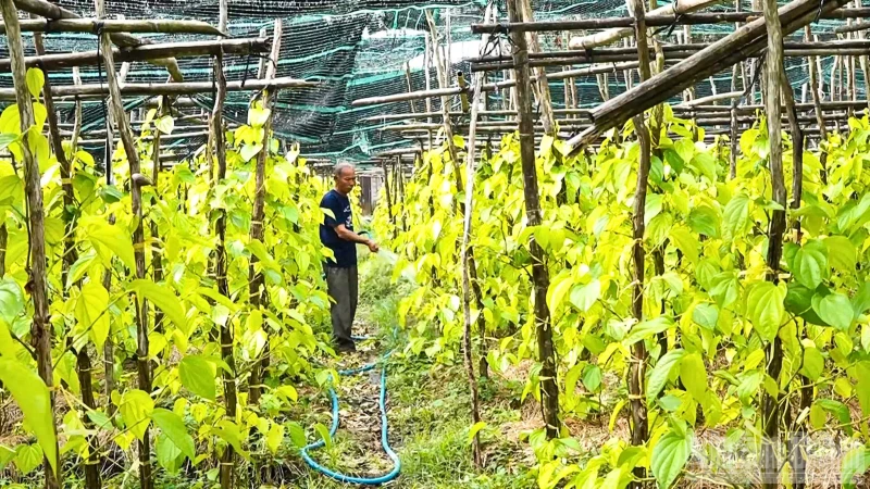 Vietnam's Rural Areas Boost Farmer Incomes Through Cooperative Production Linkages