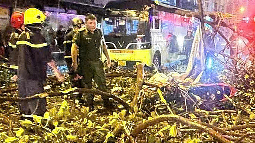 ホーチミン市で街路樹の枝落下、男性死亡 - 都市インフラ管理に懸念