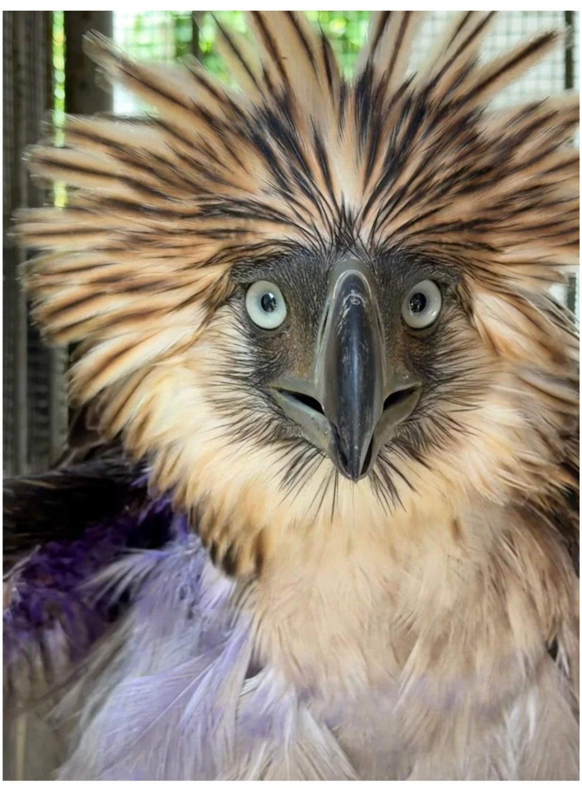 Philippine Eagle Rescued in Bukidnon Dies in Intensive Care