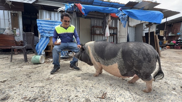 タイの建設現場で人気者、ミニブタ「ウード」