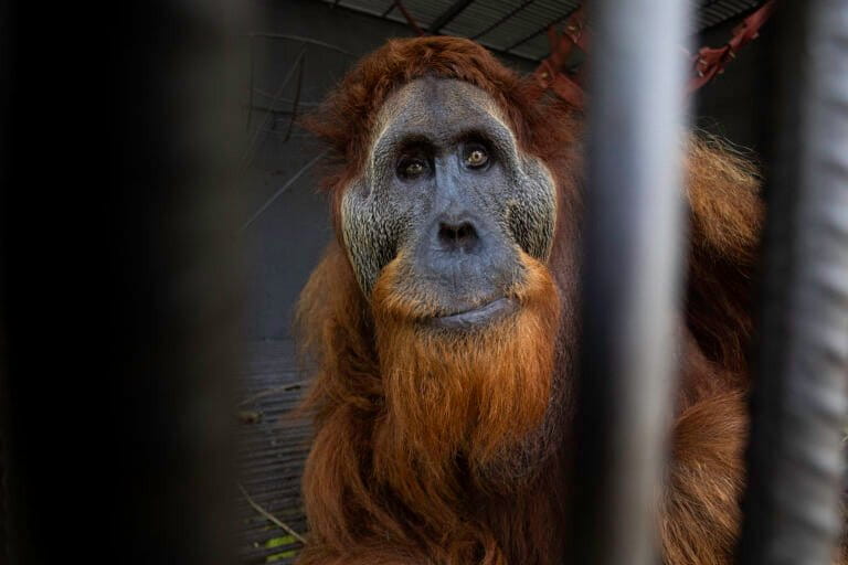 オランウータンと人間の共存模索、現場の声