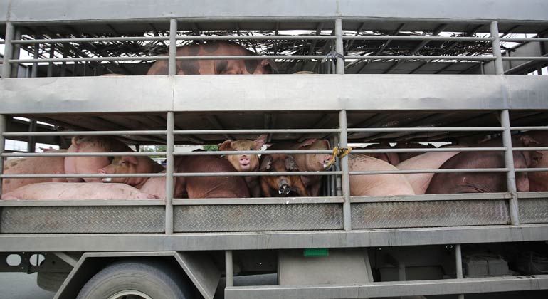 Philippines Considers Live Hog Floor Price to Aid Producers