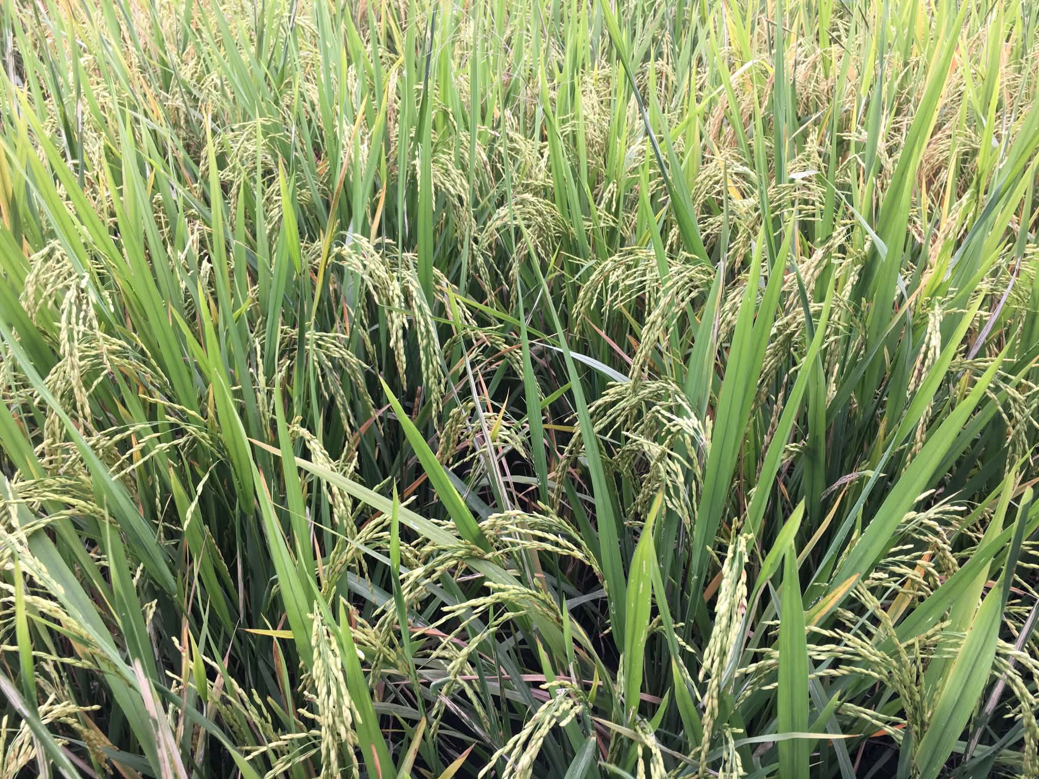 Palawan Heirloom Rice Varieties Given New Lease on Life Through Preservation Efforts