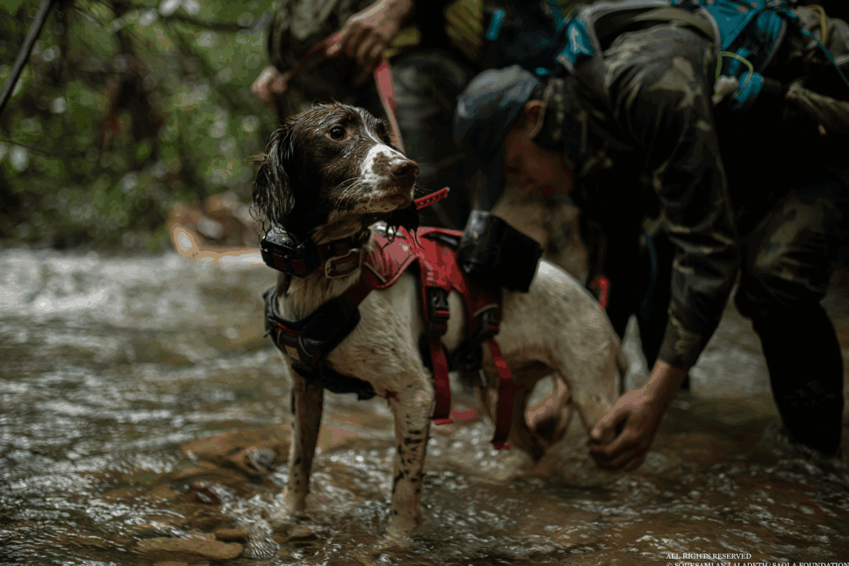 To track a unicorn: Laos team goes all out to find the last saolas