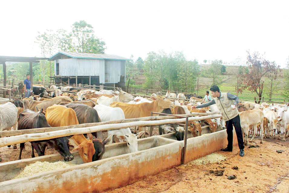 Livestock infectious disease vaccinations conducted in Hsihseng Township