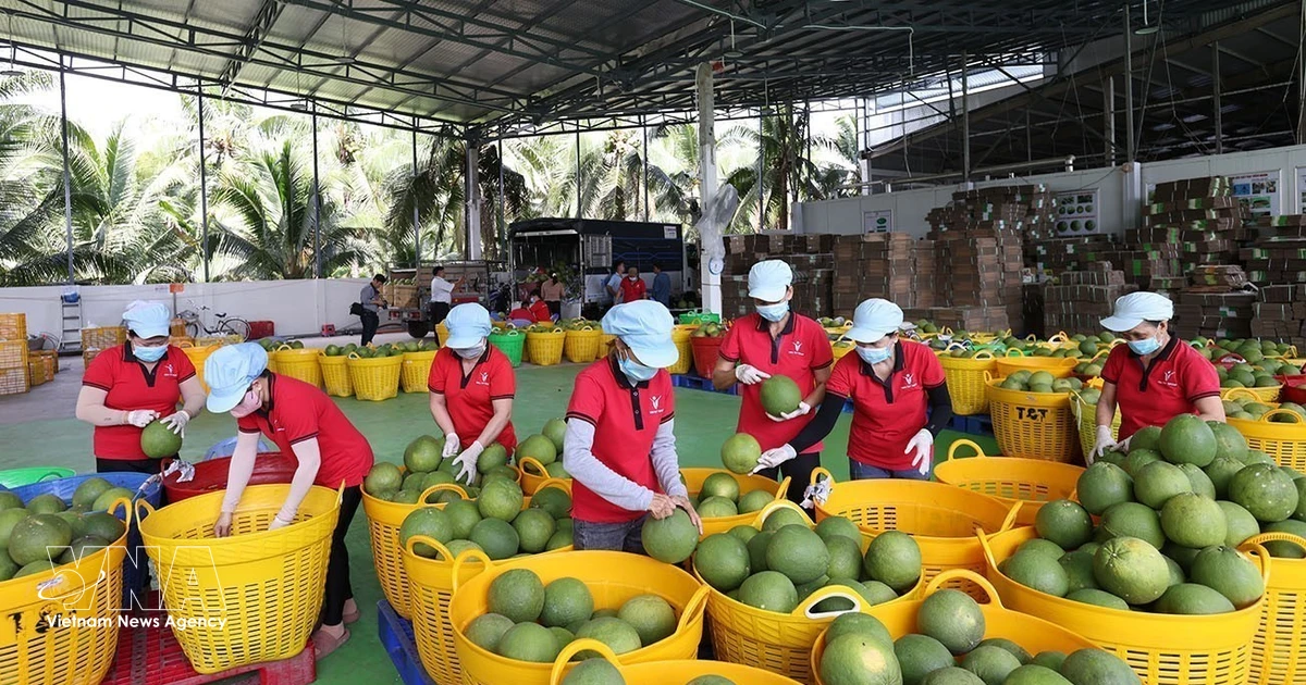 ベトナム産果物、中国市場で存在感増大 - 品質と需要の好循環