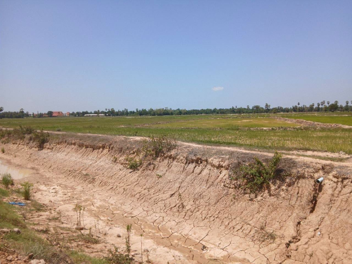 El Niño Drought Hits Nearly 20,000 Hectares of Rice in Pursat