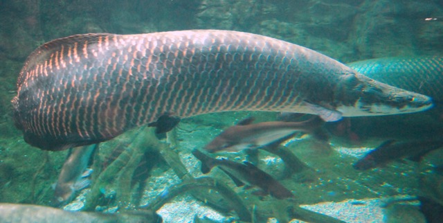 Amazon Snakehead Found at Khao Lam Dam Highlights Invasive Fish Issue