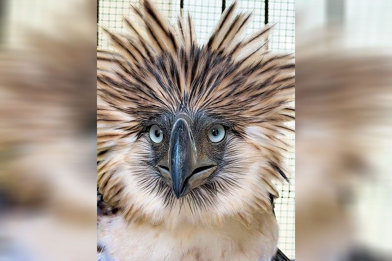 Rescued Philippine Eagle Dies During Rehabilitation