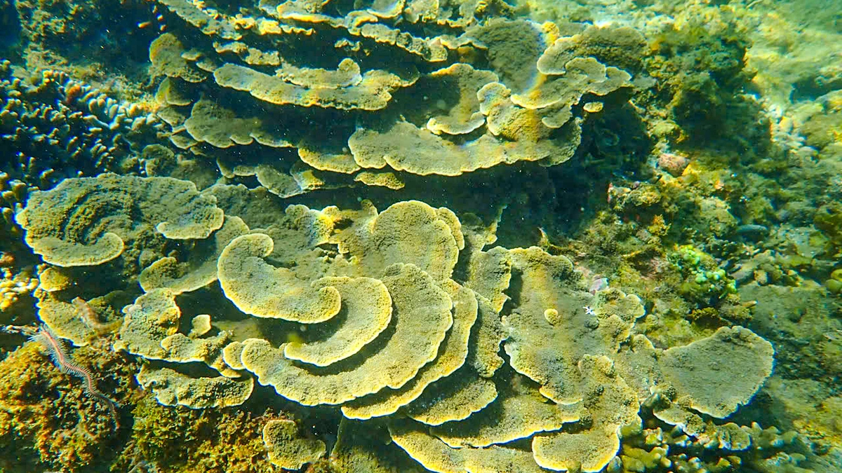 Coral Destruction by Tourists in Vietnam Leads to Fines, Raising Environmental Concerns