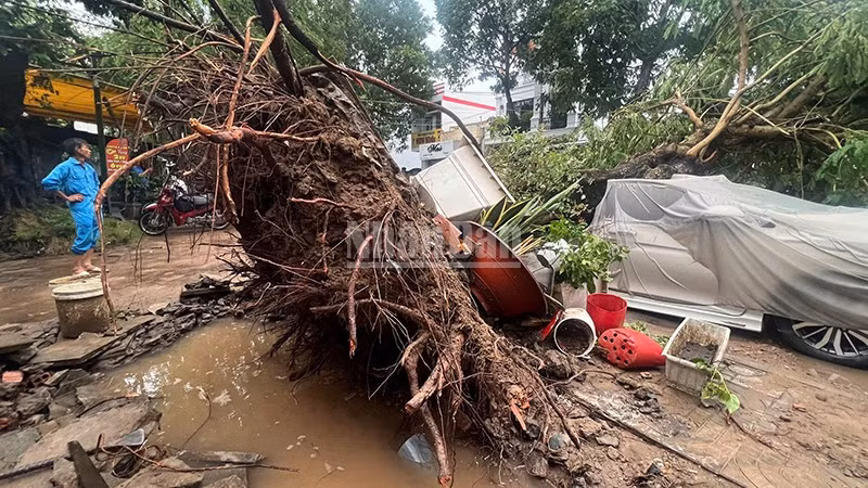 Vietnamese Provinces Hit by Strong Winds, Impacting Infrastructure and Daily Life