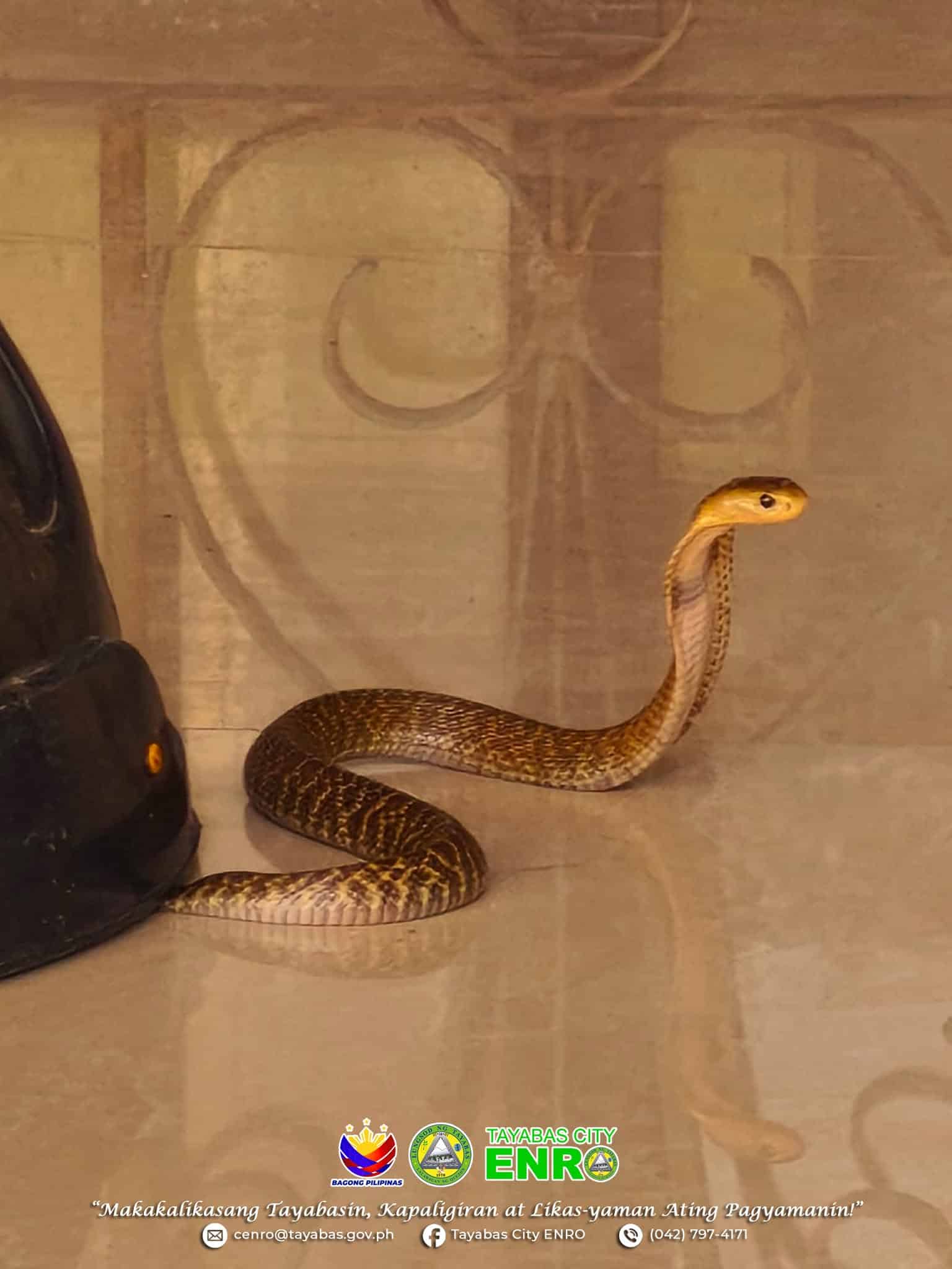 Philippine Cobra Rescued at Tayabas City School, Ensuring Student Safety
