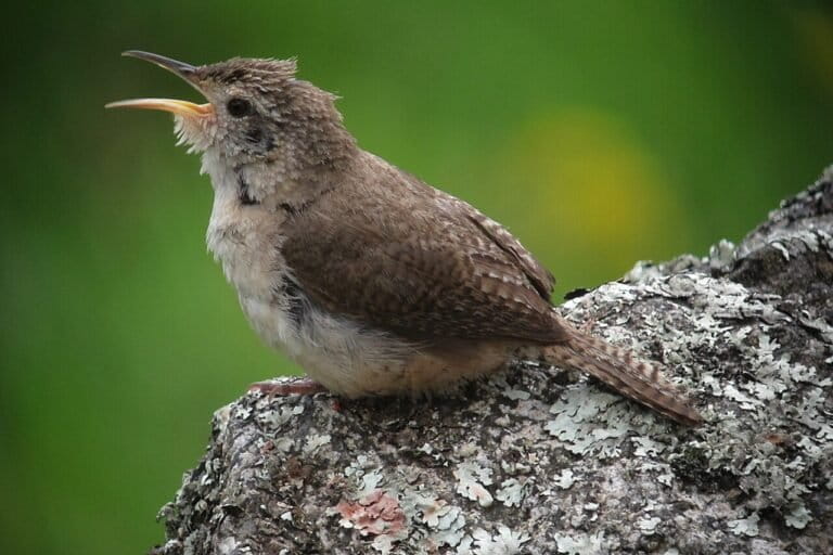 Birds Steal Snake Sheds for Nests, Scientists Solve Century-Old Mystery