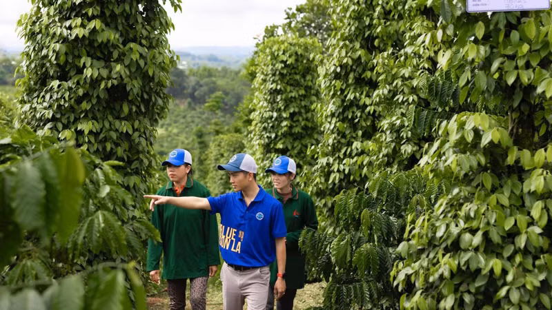 Vietnam's EU Agricultural Exports Face Slowing Growth Amidst Rising Competitive Pressures