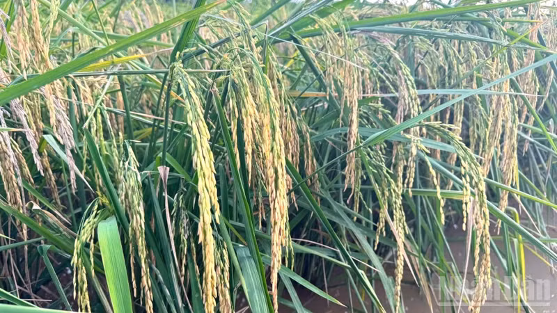 Vietnam's Rice Exports Decline in Volume and Value, but International Festival Aims to Boost Brand