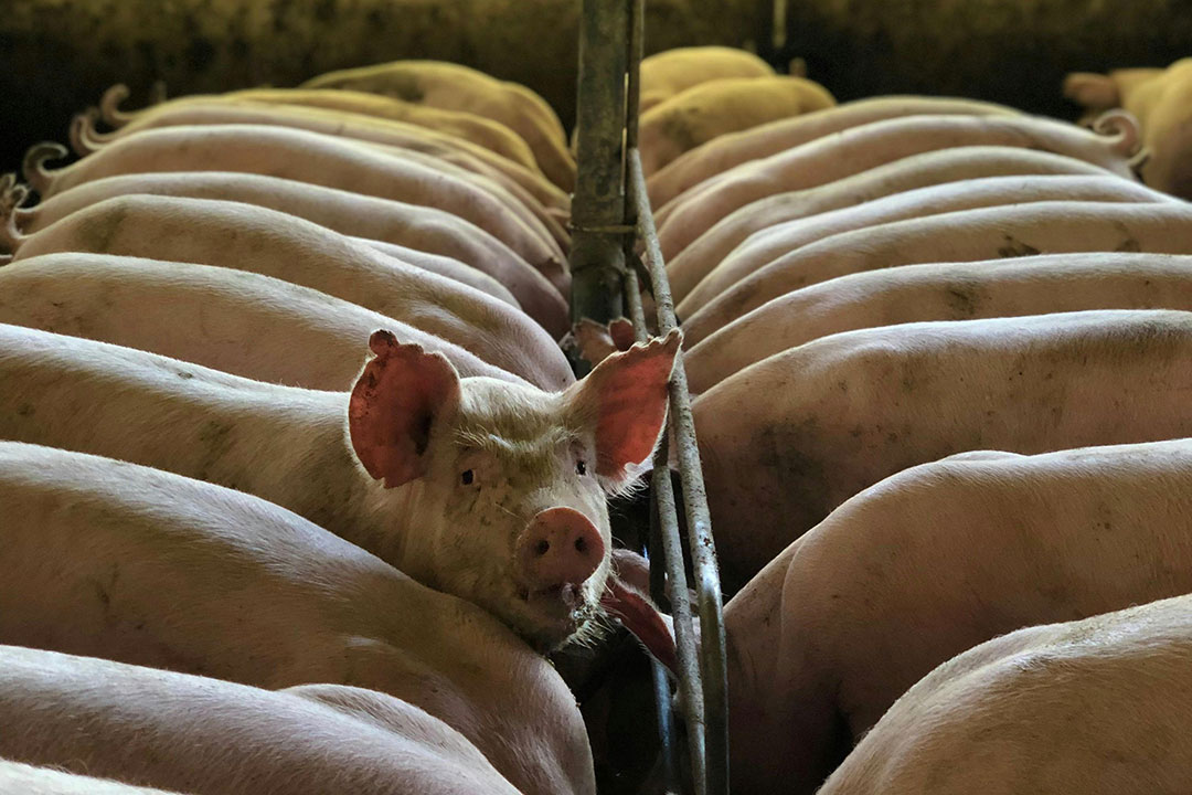 Lawmaker Pushes for P1-B Subsidy for African Swine Fever Vaccine