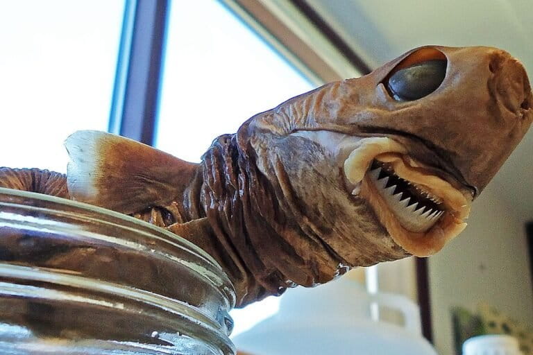 The Enigmatic Cookiecutter Shark: Deep-Sea Hunter and Its Ecological Impact