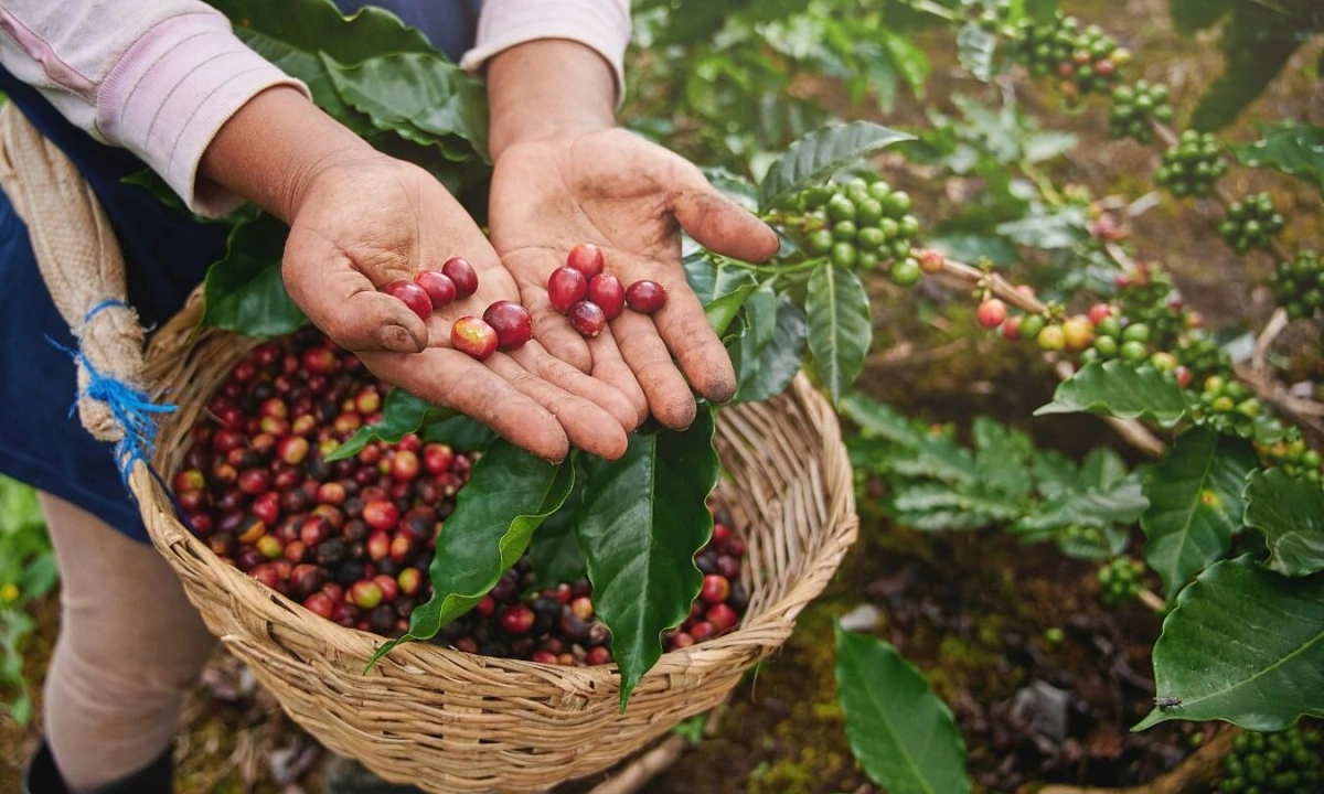 世界最大のコーヒー輸出国はどこか?2025年の市場動向とベトナムの立ち位置