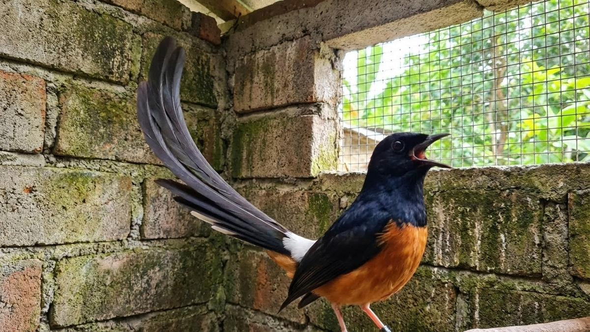 Indonesia's 'Singing Bird' Economy Reaches IDR 2 Trillion Milestone