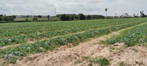 Sri Racha Officials Inspect Watermelon Farm Amidst Foul Odor Complaints from Pesticide Spraying