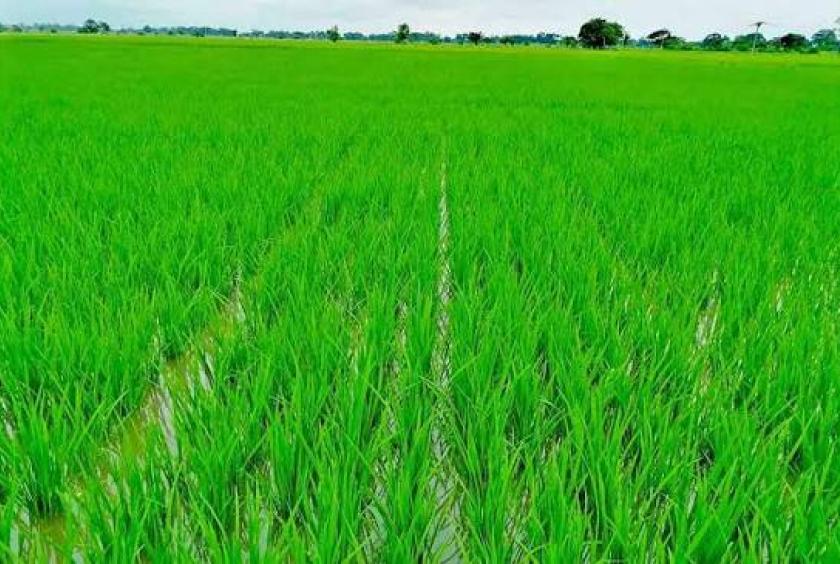ミャンマー:肥料価格高騰で農家が使用量削減、食糧安全保障への懸念