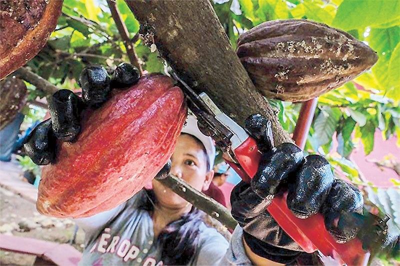 Philippine Cacao Industry Sees Expansion Opportunities Amid High Prices, Productivity Challenges